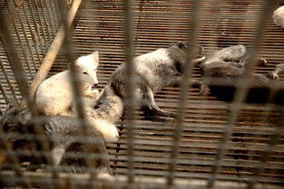 南充花好动物园盛大开园，科学饲养打造动物乐园