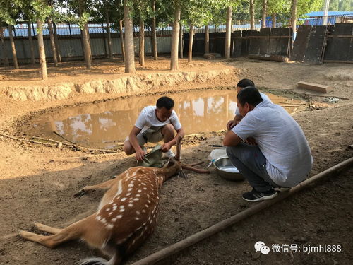 江苏生态梅花鹿养殖基地 养出富农新希望，探索特色动物饲养新路径