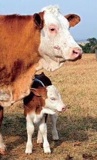 当克隆动物变成食物 陌生并非就不好