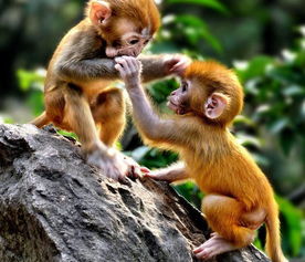 稀客 萌猴闯入福建一民宅,吃饱喝足后就开始扔东西 拉便便......