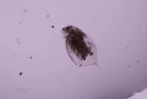 浮游动物 水产养殖中维系生态平衡的“生物调节器”