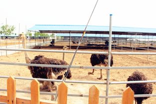 中国食品安全万里行 食安城市行 走进河北盐山，探秘健康动物饲养新篇章
