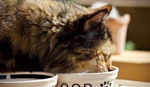 猫咪偏瘦的5大原因，你知道吗？